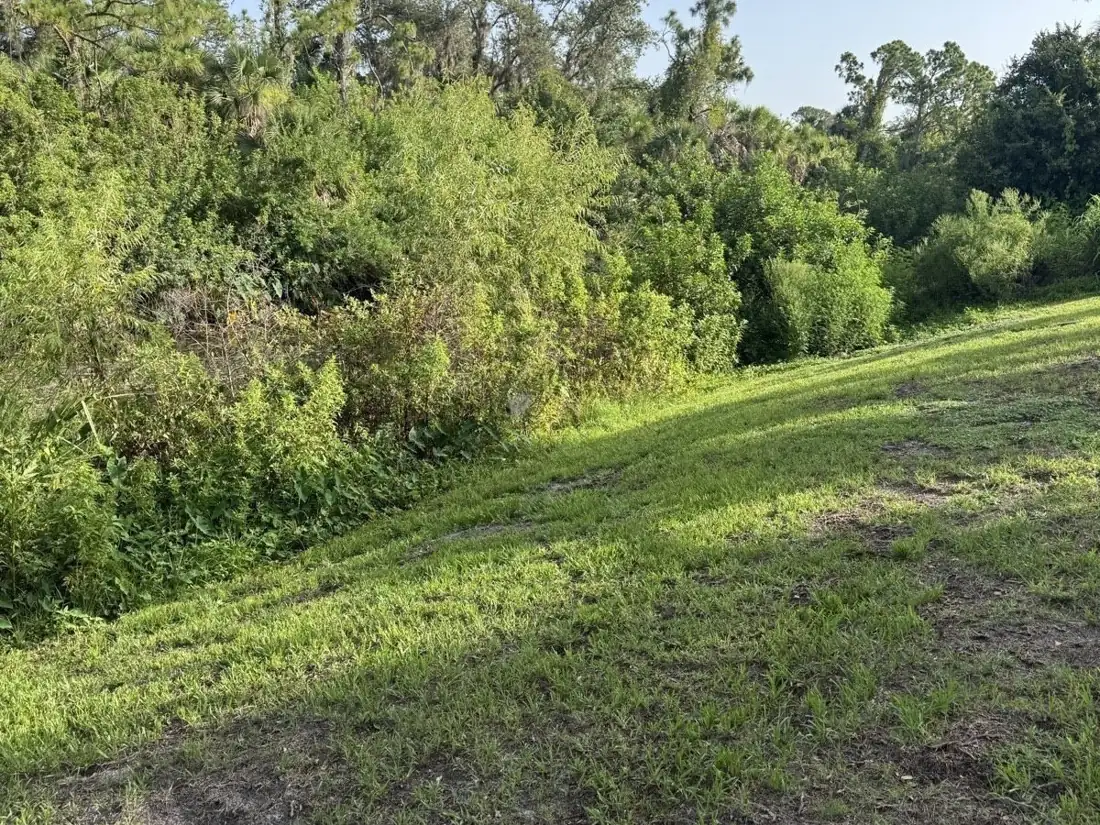 Overgrown North Port lot before clearing