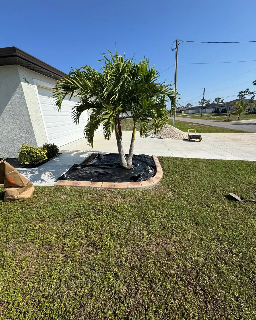 New palm with fresh mulch ring and edged lawn