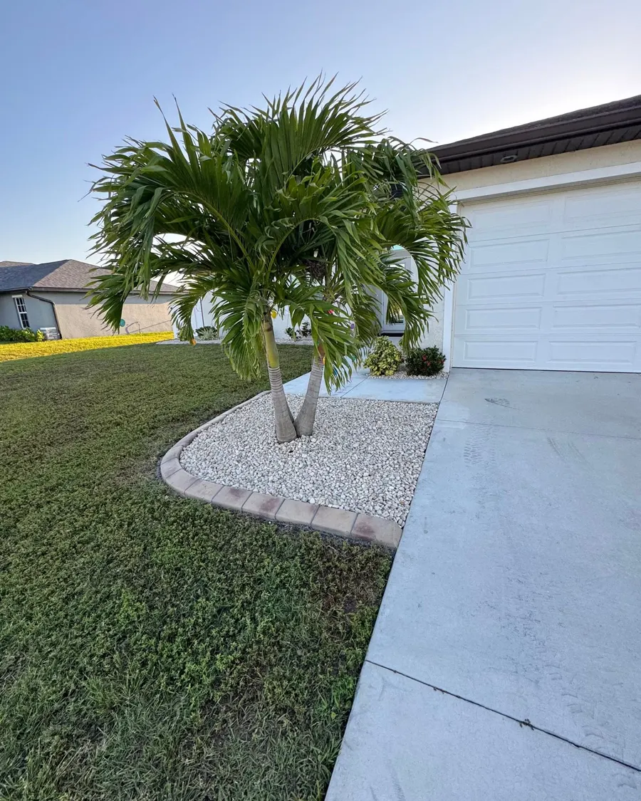 New palm installed in a white rock bed by the driveway